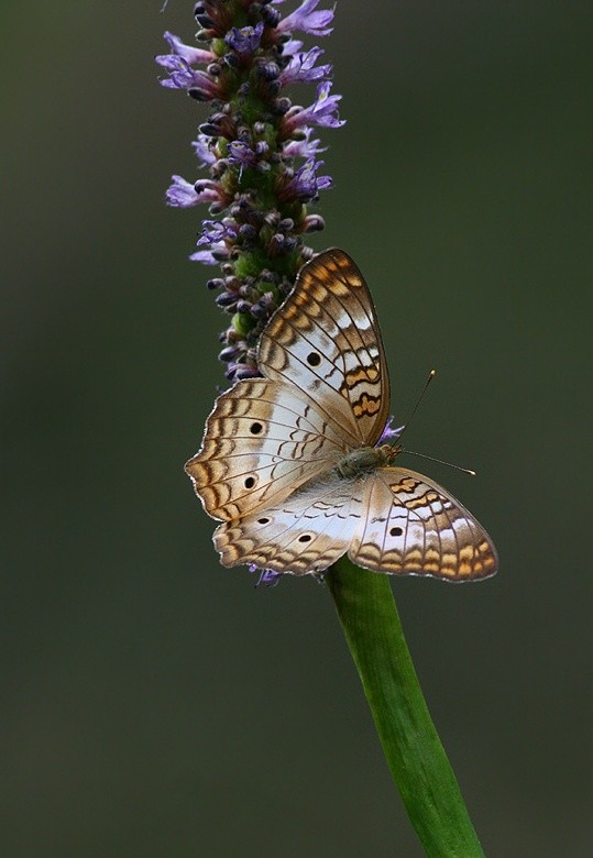 Photo:  White Peacock Butterfly